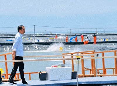 Presiden Joko Widodo meresmikan tambak budidaya udang berbasis kawasan di Desa Plesung, Kecamatan Petanahan, Kabupaten Kebumen, Jawa Tengah.