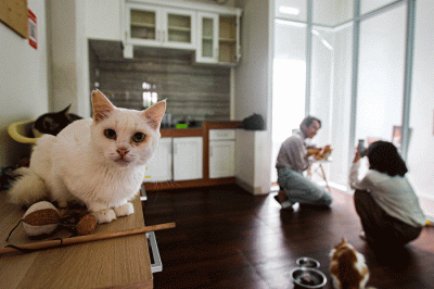 Pengunjung bermain dengan kucing di Kafe Bilik Kucing, Depok, Jawa Barat, Kamis (9/3/2023).