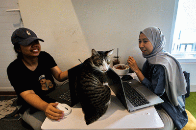 Pengunjung bermain dengan kucing di Kafe Bilik Kucing, Depok, Jawa Barat, Kamis (9/3/2023).