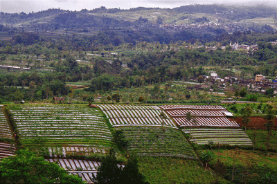Suasana permukiman warga di di Dusun Butuh, Desa Temanggung, Kecamatan Kaliangkrik, Kabupaten Magelang.