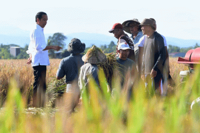 Presiden Joko Widodo meninjau secara langsung pelaksanaan panen raya padi di Kabupaten Maros, Sulawesi Selatan, Kamis (30/3/2023).