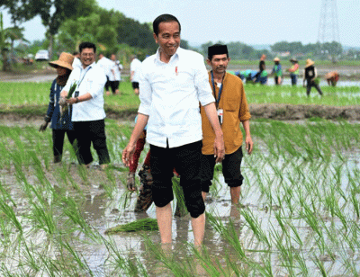 Presiden Joko Widodo melakukan kegiatan percepatan tanam padi pascapanen bersama para petani di Kawasan Daulat Pangan Serikat Petani Indonesia, Desa Senori.
