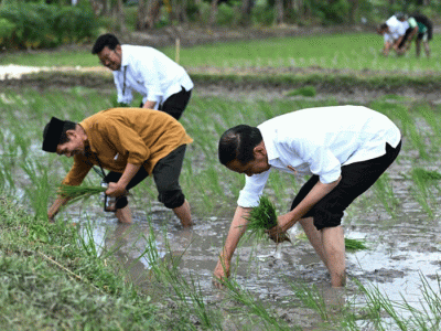 Presiden Joko Widodo melakukan kegiatan percepatan tanam padi pascapanen bersama para petani di Kawasan Daulat Pangan Serikat Petani Indonesia, Desa Senori.