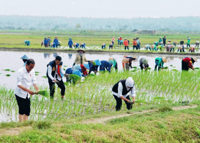Presiden Joko Widodo melakukan kegiatan percepatan tanam padi pascapanen bersama para petani di Kawasan Daulat Pangan Serikat Petani Indonesia, Desa Senori.