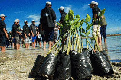 Peserta kegiatan ekspedisi ramadan penuh inspirasi tahun 1444 Hijriah menunjukan bibit mangrove yang akan ditanam di Pulau Pramuka, Kepulauan Seribu.
