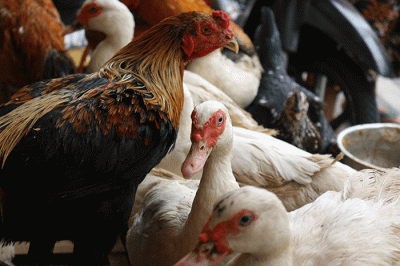 Pedagang ayam kampung dan mentok melayani pembeli di kawasan Serdang Kemayoran, Jakarta Pusat, Rabu (19/4/2023).