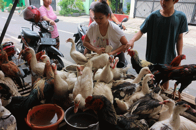 Pedagang ayam kampung dan mentok melayani pembeli di kawasan Serdang Kemayoran, Jakarta Pusat, Rabu (19/4/2023).