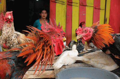 Pedagang ayam kampung dan mentok melayani pembeli di kawasan Serdang Kemayoran, Jakarta Pusat, Rabu (19/4/2023).