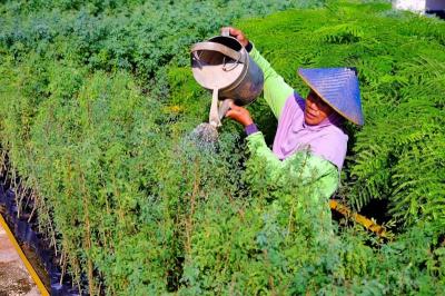 Petani green belt melakukan perawatan tanaman kaliandra di area green area green house eco park kambang semi.