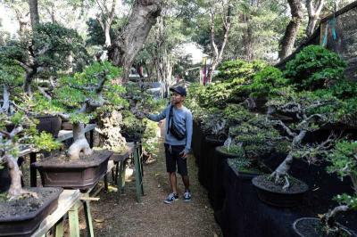 Pengunjung melihat tanaman yang dipamerkan dalam Pameran Flona 2023 di Lapangan Banteng, Jakarta, Sabtu (23/9/2023).
