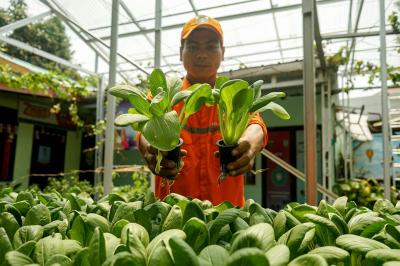 Petugas Penanganan Prasarana dan Sarana Umum (PPSU) memeriksa tanaman sayur di Kantor Kelurahan Ciracas, Jakarta, Selasa (3/10/2023).