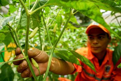 Petugas Penanganan Prasarana dan Sarana Umum (PPSU) memeriksa tanaman sayur di Kantor Kelurahan Ciracas, Jakarta, Selasa (3/10/2023).