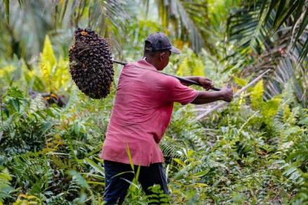 GAPKI Bantah Tuduhan Negatif ke Industri Kelapa Sawit. (Foto; Dok Ist WRI)