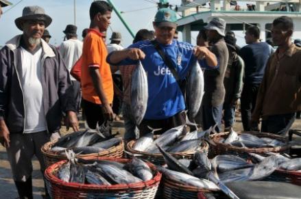 KKP Klaim Indonesia Jadi Salah Satu Negara Produsen Ikan Tuna Terbesar di Dunia