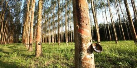Ilustrasi pemandangan umum perkebunan karet. (Foto: Arsip)