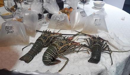 Kemenkeu Catat Ekspor Benih Lobster Capai 42 Juta Ekor di Era Edhy Prabowo. (Foto: Ist)