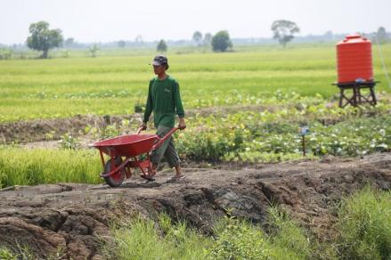Ministry Promoting Sago Development for Food Diversification. (Photo: MNC Media)