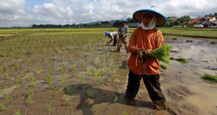 CIPS: Mayoritas Petani di RI Sudah Tua (FOTO: MNC Media)