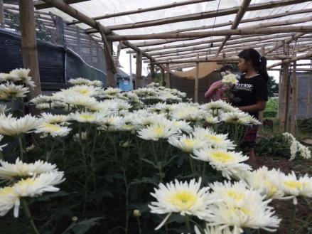 Ekspor Bunga Hias Asal Sumut Melonjak Sampai 800 Persen. (Foto: MNC Media)