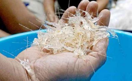 RI Bidik Vietnam Jadi Sasaran Ekspor Benur Lobster. (Foto MNC Media)