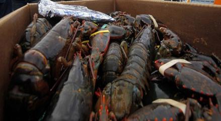 KKP Catat Lima Komoditas Unggulan Ekspor yang Belum Tergarap Maksimal