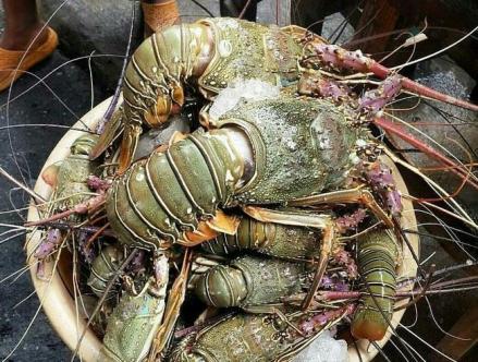 RI-Vietnam Perkuat Kerja Sama Budidaya Lobster, Tuna, hingga Rumput Laut. (Foto: MNC Media)