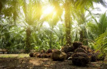 Harga CPO Cetak Rekor Tertinggi, Saham Sawit Ikut Terkerek (FOTO:MNC Media)
