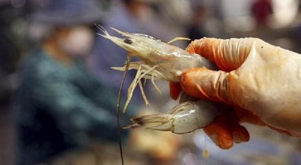 Penerimaan Kas Anjlok, Ini Penyebab Buruknya Kinerja Agro Bahari (UDNG) (Foto: