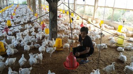 Dihajar Produk Impor, Peternak Unggas Bangkrut Berjamaah. (Foto: MNC Media).