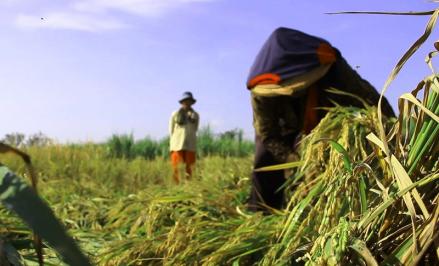 Pakai Akad Syariah, Petani Aceh Bisa Manfaatkan Resi Gudang sebagai Agunan (Foto: MNC Media)