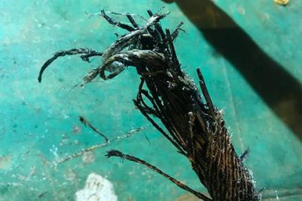 Kabel Laut Biak-Jayapura Terputus, Menkominfo: Faktor Alam. (Foto: MNC Media)