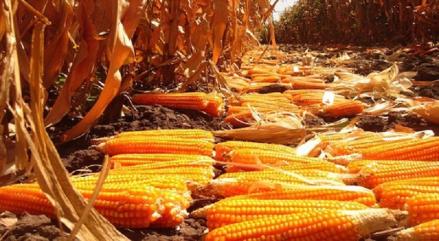 Panen Jelang Akhir Tahun, Petani Jagung Raup Untung Gede. (Foto: MNC Media)