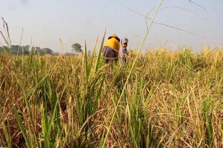 Nilai Tukar Petani Naik Tipis Jadi 119,61 di Juli 2024