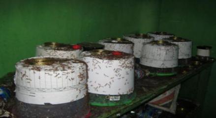 Potensi Bisnis Semut Rangrang, Bisa Cuan Sampai Rp10,5 Juta per Bulan. (Foto: MNC Media)