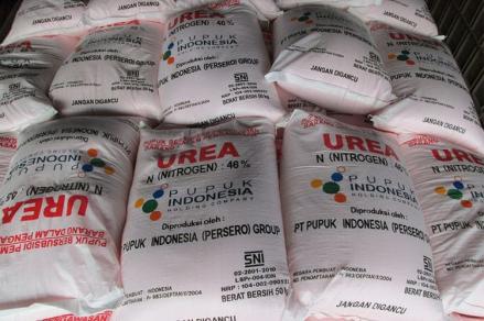 Pupuk Indonesia Pasok 310 Ribu Ton Pupuk Subsidi ke Jatim hingga Papua. Foto: MNC Media.