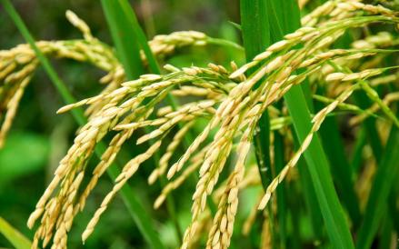Produksi Beras RI Surplus di Tengah Krisis Pangan Global. Foto: MNC Media.