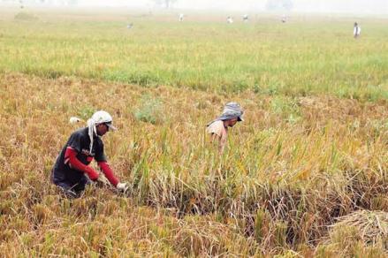 Jumlah Petani Terus Menurun, Jokowi: Diharapkan yang Muda Ikut Dalam Sektor Pertanian (FOTO:MNC Media)