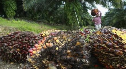 GAPKI Sebut Tak Ada PHK di Industri Sawit Selama Pandemi (FOTO:MNC Media)