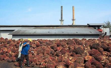 Produksi CPO Naik 10,4 Persen, ANJ Catatkan Kinerja Positif di 2021. (Foto: MNC Media)