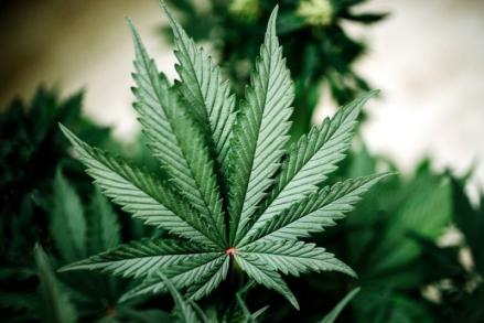 Bea Cukai Gagalkan Pengiriman 13 Kilogram Ganja Melalui Jasa Ekspedisi. (Foto: MNC Media)