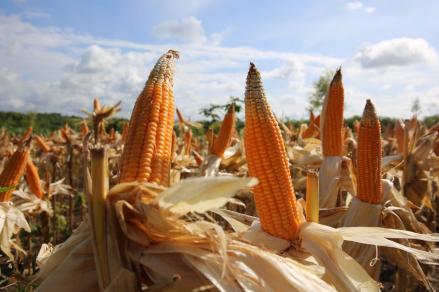 Dapat Jaminan PBB, Kapal Kargo Ukraina Pengangkut Jagung Merapat di Pantai Suriah