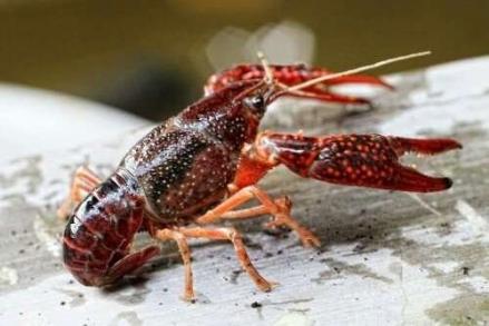 Pemerintah Bebaskan Bea Masuk Impor Bibit dan Benih. Foto: MNC Media.