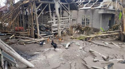 Dampak Erupsi Semeru, Miris! Ratusan Ayam Petelur Dijual Murah (FOTO:MNC Media)
