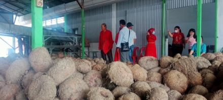 Jadi Primadona, Pabrik Pengolahan Porang Pertama di Sumut di Resmikan (FOTO: MNC Media)