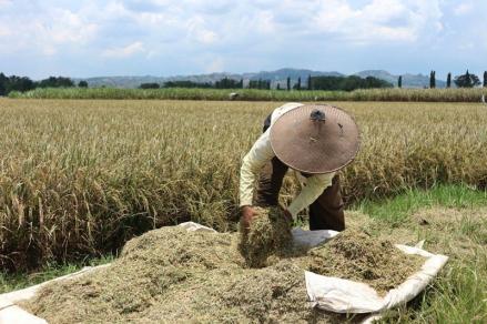 Serikat Tani: Perlu Reforma Agraria untuk Swasembada Pangan. ( Foto : MNC Media)