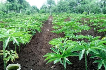 Pemerintah menjadikan Kabupaten Sumedang sebagai pilot project pengembangan Integrated Farming dalam upaya memperkuat ketahanan pangan.  (Foto: MNC Media)