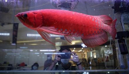 Dua Jenis Ikan Termahal di Indonesia, Ini Alasan yang Membuat Harganya Fantastis. (Foto: MNC Media)
