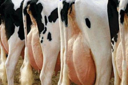 Perusahaan Susu Vietnam Bakal Investasi di RI, Dukung Program Makan Gratis