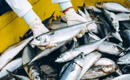 Catat, Ini Jadwal IPO Cilacap Samudera Fishing (ASHA) (Foto: MNC Media)
