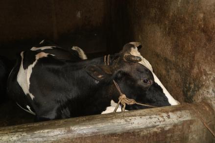 Para Peternak Mulai Gelisah, Banyak Sapi yang Bergejala PMK  (FOTO:MNC Media)